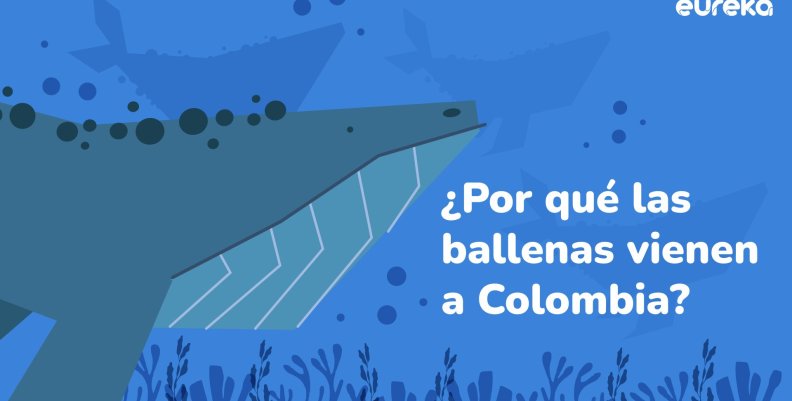 Ballenas jorobadas colombia