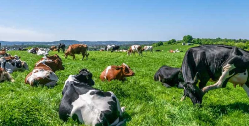 Ganadería Vacas acostadas en un prado