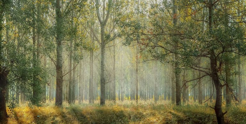 FILBo Paisaje boscoso lleno de árboles