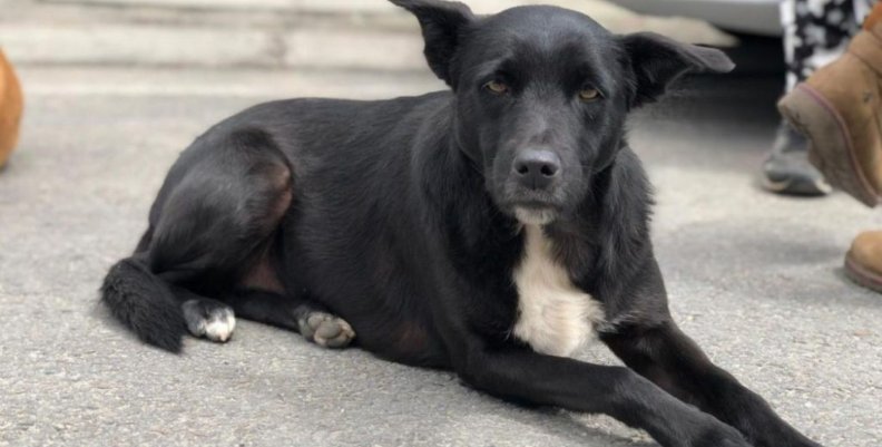 Animales callejeros Perro de pelaje negro sentado en la acera