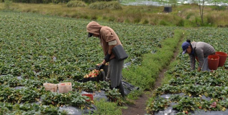 Campesinos Dos campesinos en medio de un cultivo recogiendo la cosecha