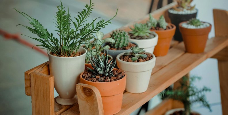 Plantas Materas con plantas