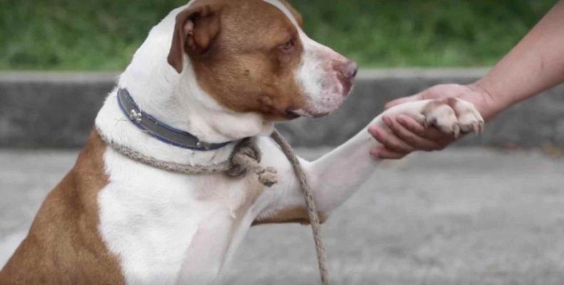Mascota tomada de una pata por una persona 
