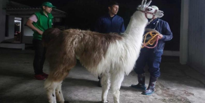 Imagen: Alcaldía de Bogotá Una de las llamas rescatas por el Distrito siendo atendida por personal profesional