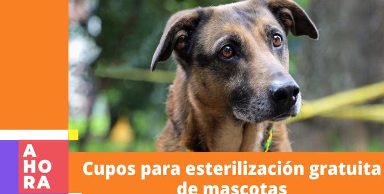 Jornadas gratuitas de esterilización de mascotas