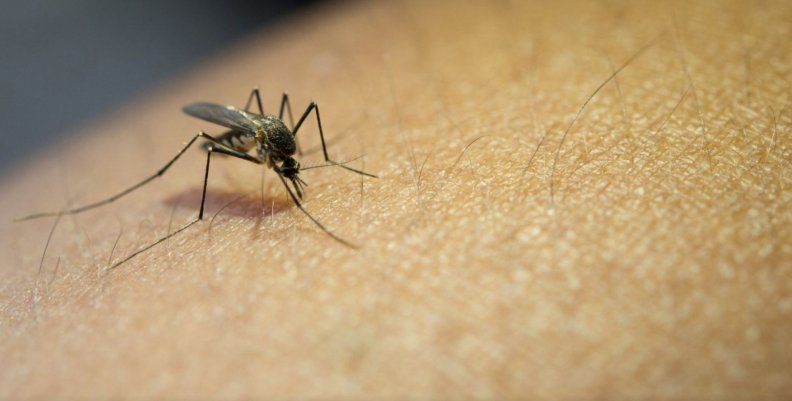 Foto: Procuraduría General Aumenta el número de casos sospechosos de dengue en Cundinamarca