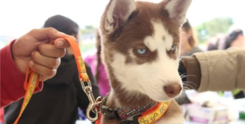 Perro en Bogotá Perro de color gris sujetado al collar de su dueño