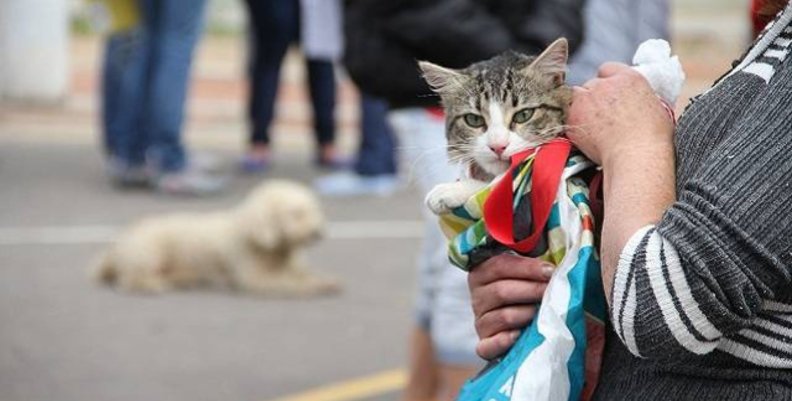 Mascotas Persona cargando a un gato mientras de fondo se ve un perro acostado