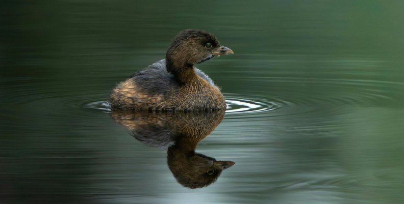 El pato zambullidor andino El pato zambullidor andino