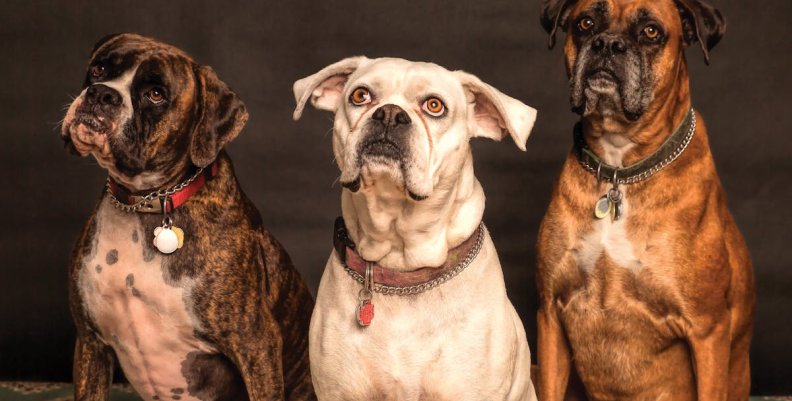 El 'Encantador de Perros' por Canal Capital Tres perros sentados