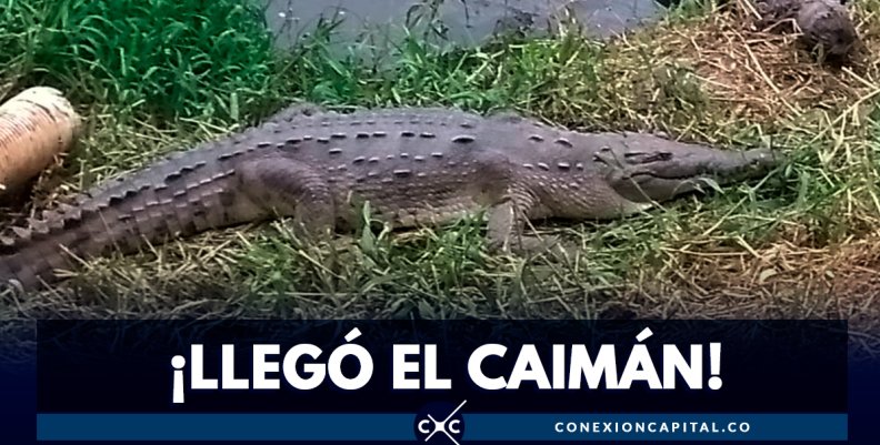 ¡Hermoso! Caimán puso huevo en la orilla del río Bogotá ¡Hermoso! Caimán puso huevo en la orilla del río Bogotá