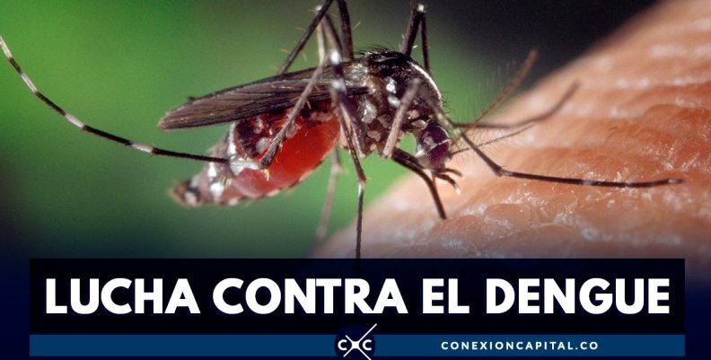 Científicos chinos vuelven infértiles a mosquitos que transmiten dengue Científicos chinos vuelven infértiles a mosquitos que transmiten dengue