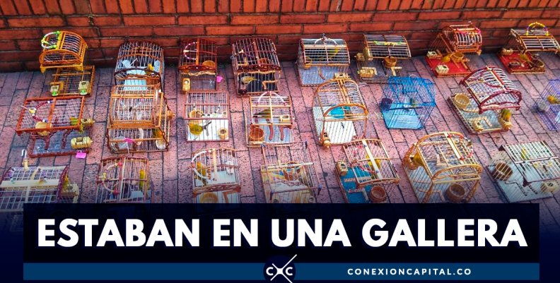 Rescatados 32 canarios que eran usados en concursos de canto Rescatados 32 canarios que eran usados en concursos de canto