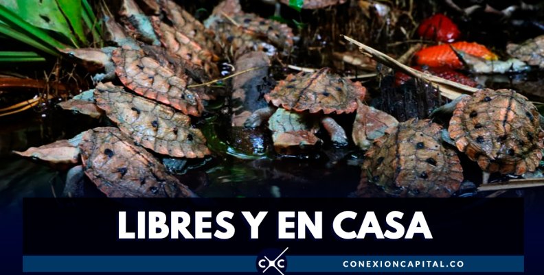 811 tortugas matamata fueron liberadas en los Llanos Orientales 811 tortugas matamata fueron liberadas en los Llanos Orientales