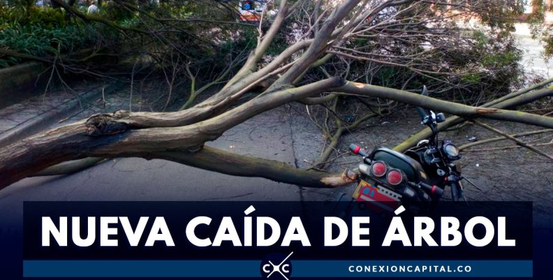 Motociclista resultó herido tras caída de un árbol Motociclista resultó herido tras caída de un árbol
