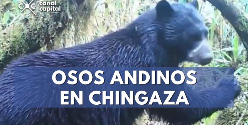 oso oso