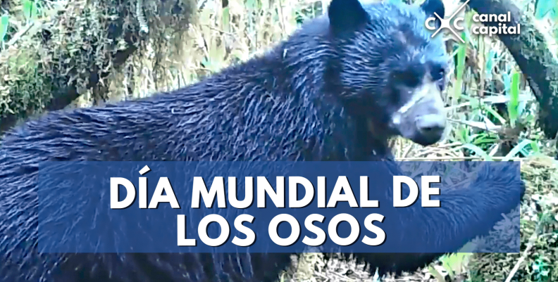 osos-min osos-min