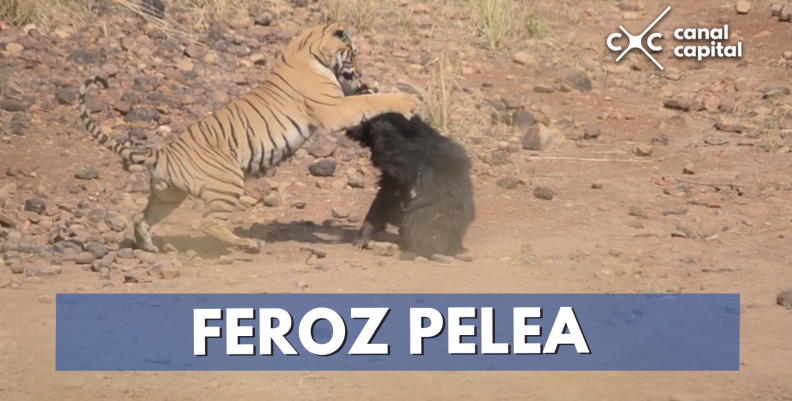 pelea tigre y osa pelea tigre y osa