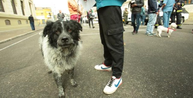 perro perro
