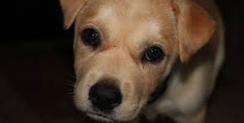 perro perro
