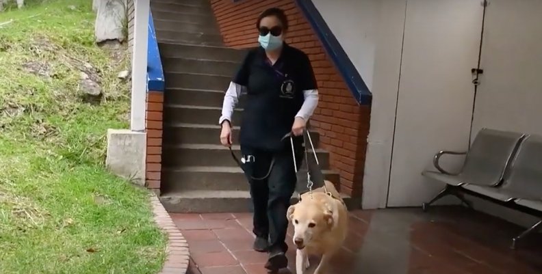 Perro guía_ Perro guía_