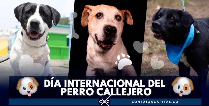 perros (1)