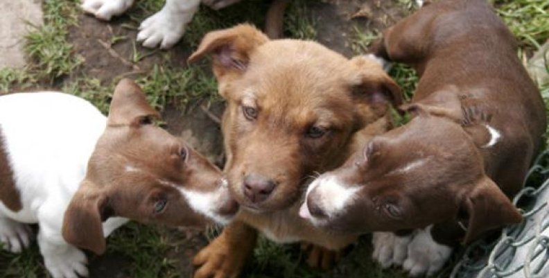 perros perros