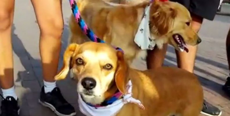 perros perros
