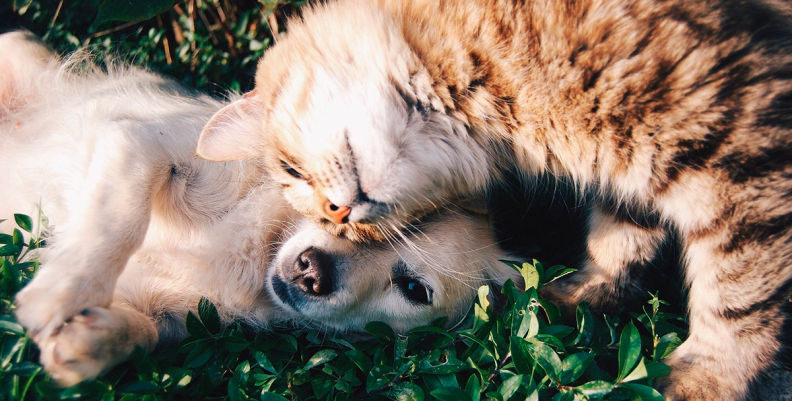 PERROS Y GATOS PERROS Y GATOS