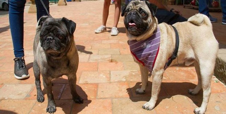 perros_0 perros_0