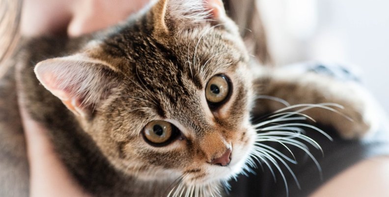 pet-726979_960_720 pet-726979_960_720