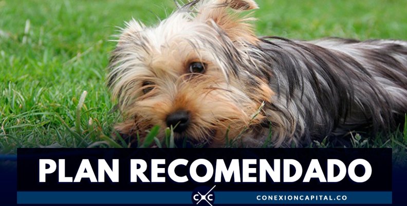 plan-reocmendado plan-reocmendado