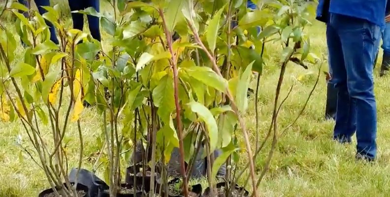Plantas Plantas