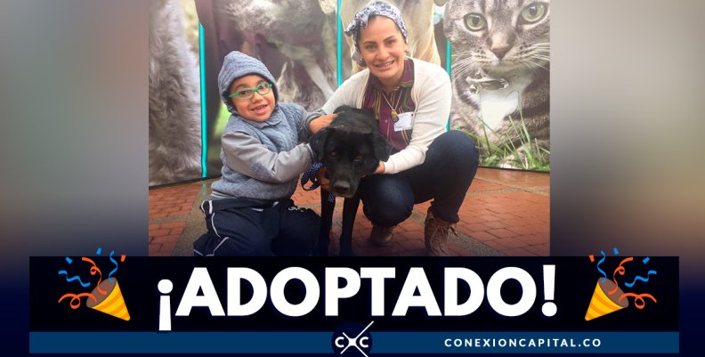 ¡Un motivo para celebrar! Torcido, un perrito de difícil adopción, ya tiene hogar ¡Un motivo para celebrar! Torcido, un perrito de difícil adopción, ya tiene hogar