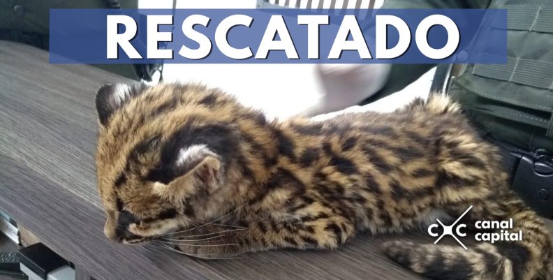 plantilla noticias plantilla noticias