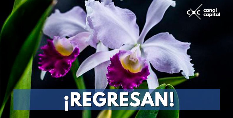 ¡Regresan! ¡Regresan!