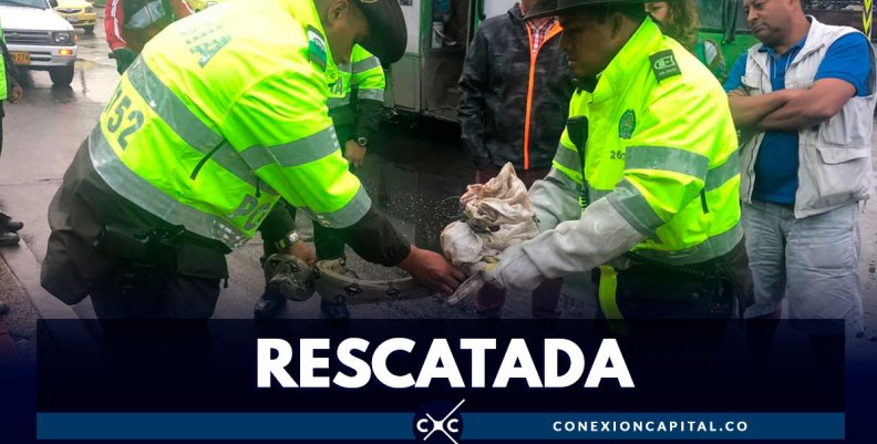 Autoridades recuperan boa constrictor en el occidente de Bogotá Autoridades recuperan boa constrictor en el occidente de Bogotá