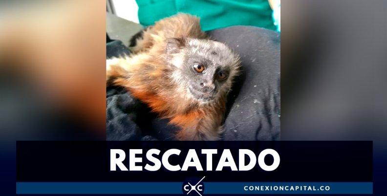 rescatado rescatado