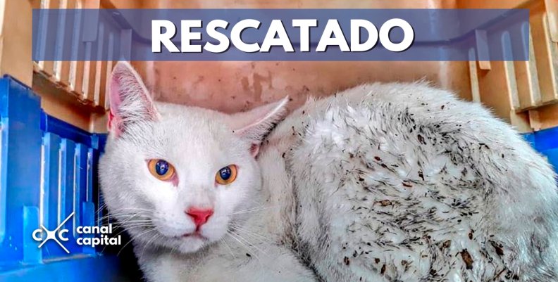 RESCATADO