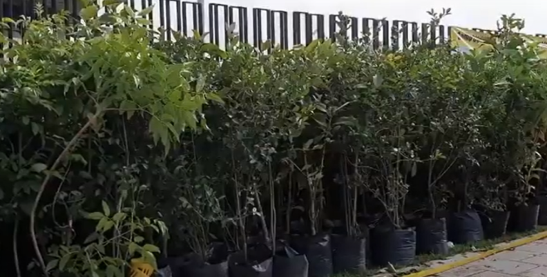 siembra de arboles siembra de arboles