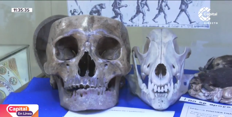 Museo del Cuerpo humano Museo del Cuerpo humano