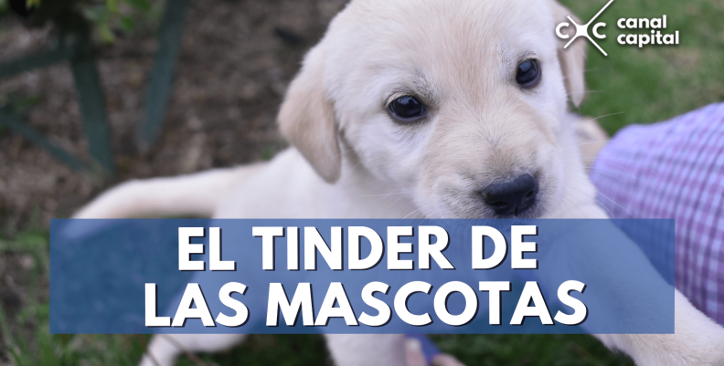 tinder-mascotas-min tinder-mascotas-min
