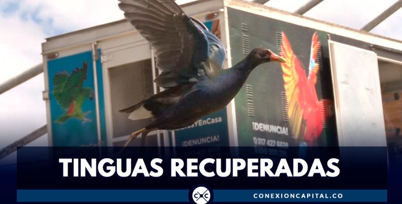 Más de 1.000 tinguas han sido recuperadas en Bogotá Más de 1.000 tinguas han sido recuperadas en Bogotá