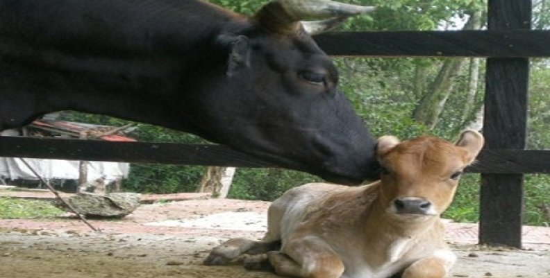 vacas1 vacas1