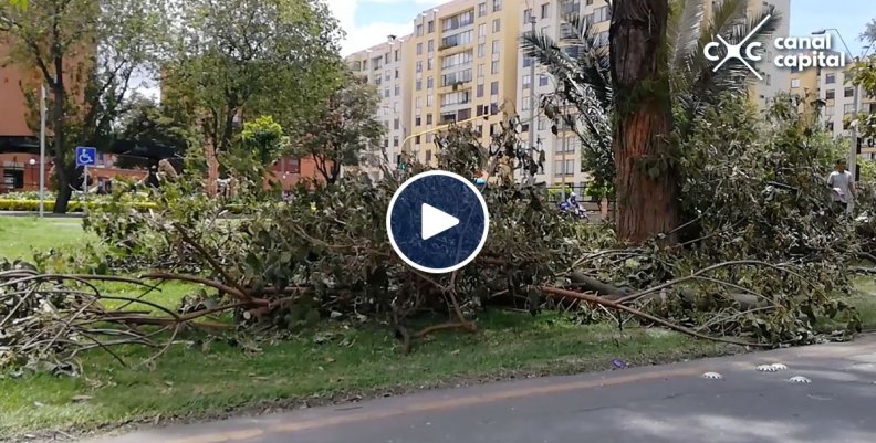 arboles arboles