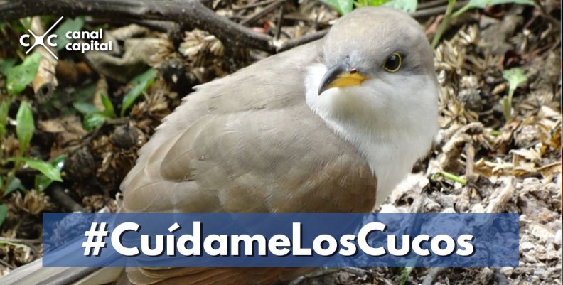Cuco Americano Cuco Americano