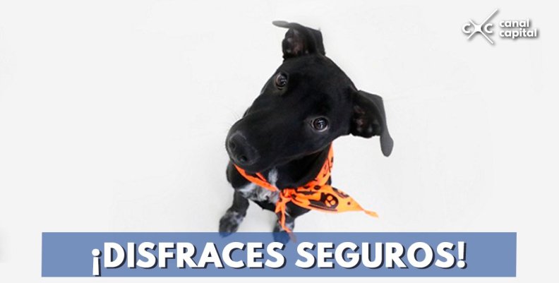 Consejo disfraces mascotas Consejo disfraces mascotas