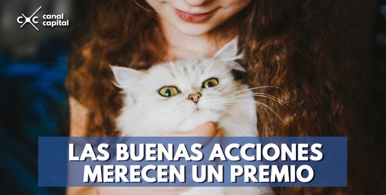 Por los derechos de los animales, llegan los premios Bogotá Zoolidaria 2018 Por los derechos de los animales, llegan los premios Bogotá Zoolidaria 2018