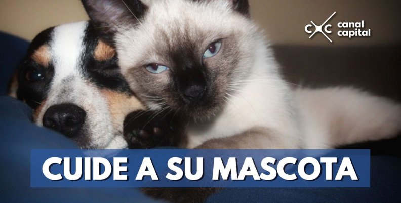 microchip-mascotas microchip-mascotas
