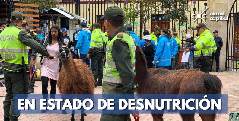 llamas llamas